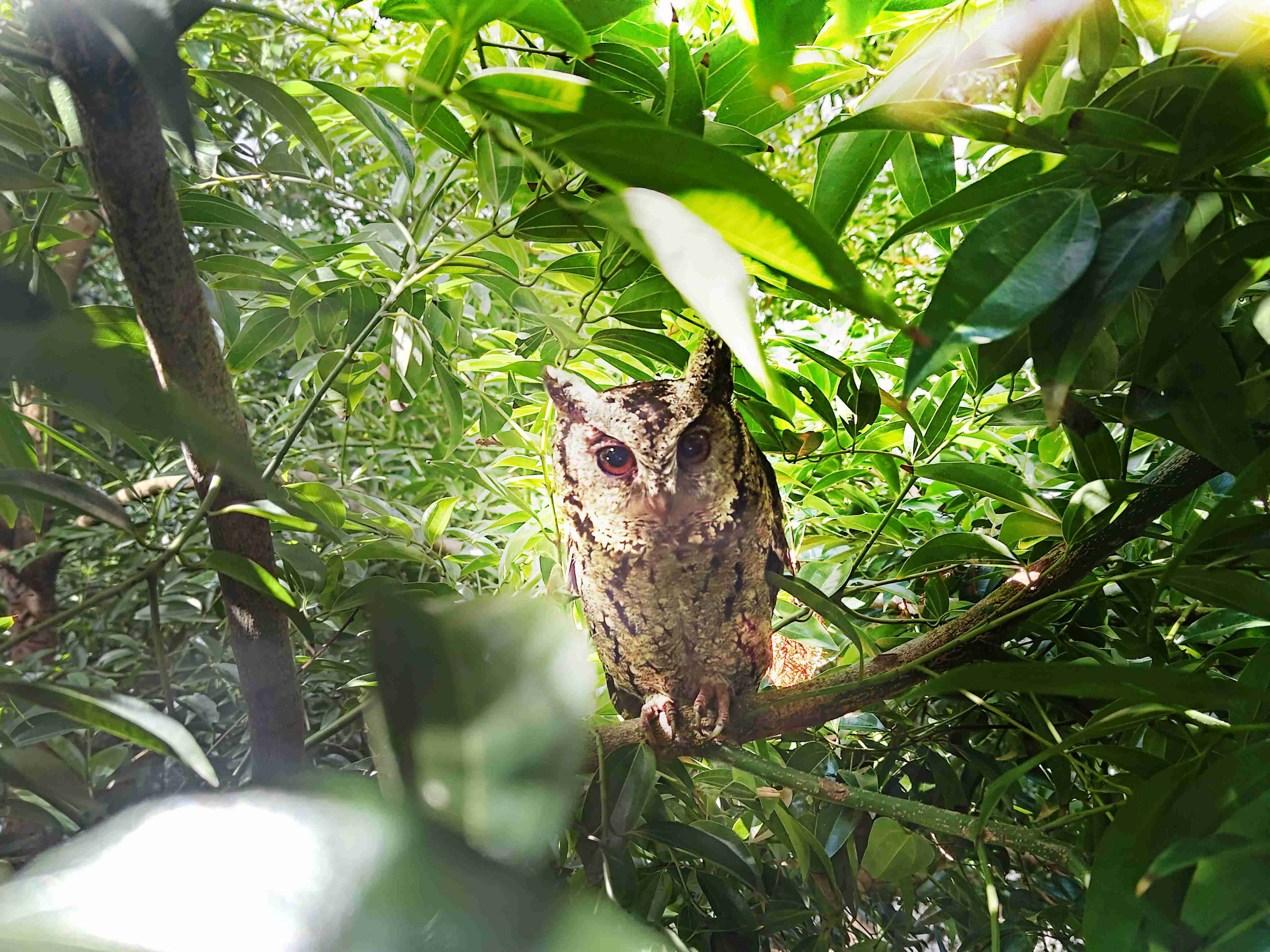 EBpay致力提倡净零绿生活，，16年以来在全球各厂区植树逾百万棵，，，造就各厂区树木蔚然成林，，犹如森林工厂，，，成为许多生物的栖息地